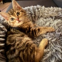 Photo of Umami And Dashi