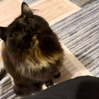 Photo of Sarsparilla