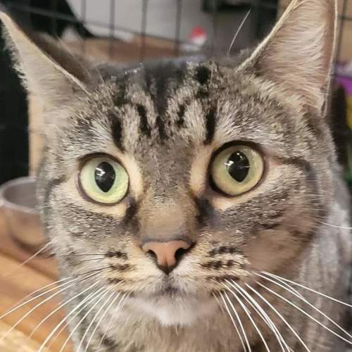 Sassy  - Domestic Short Hair (DSH) Cat