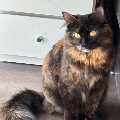 Hazel - Domestic Short Hair (DSH) Cat