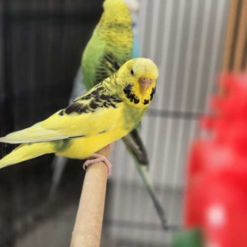 Cindi -  Bird