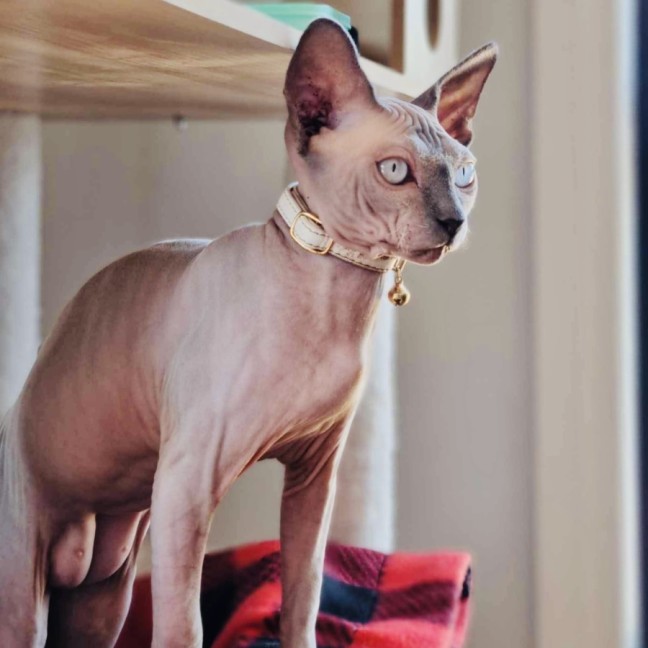 Photo of Luna And Lylah