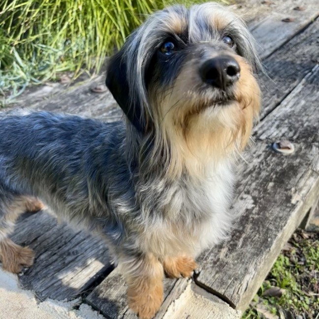 Photo of Scruffy