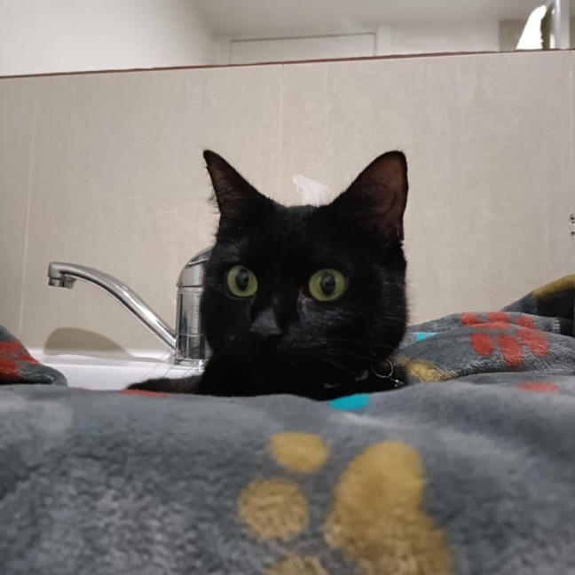 Photo of Stella