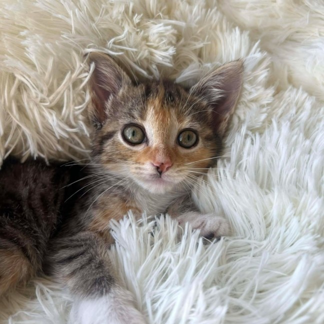 Photo of Sundae