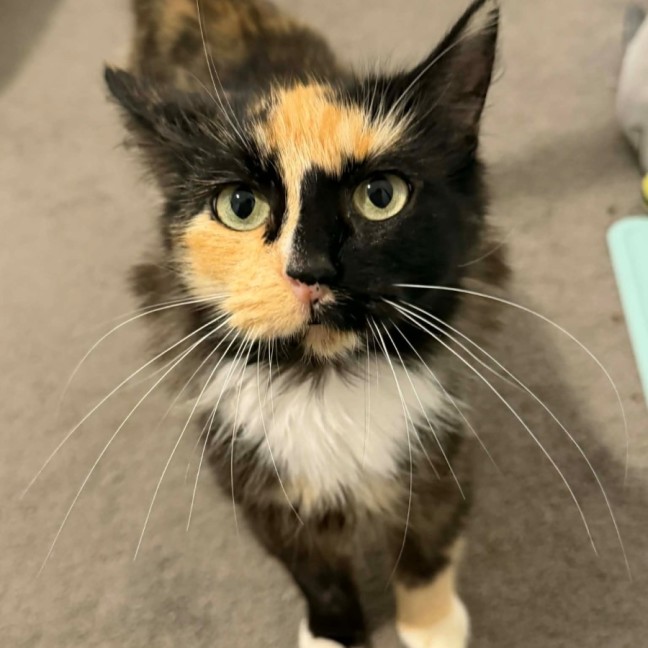 Photo of Cleo 🐱 