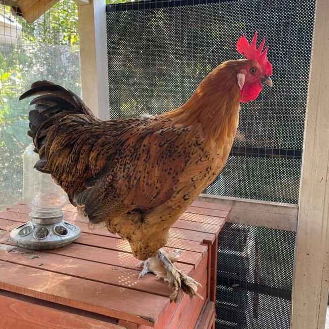 Photo of Dwight