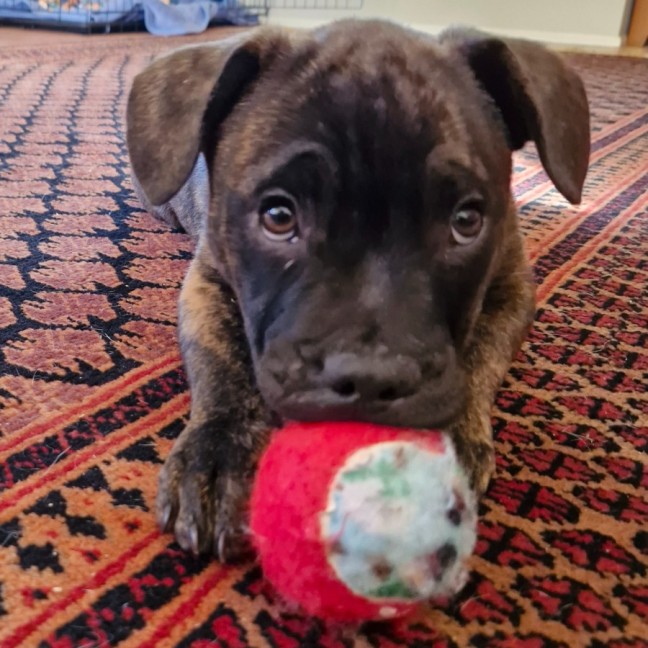 Photo of Reggie