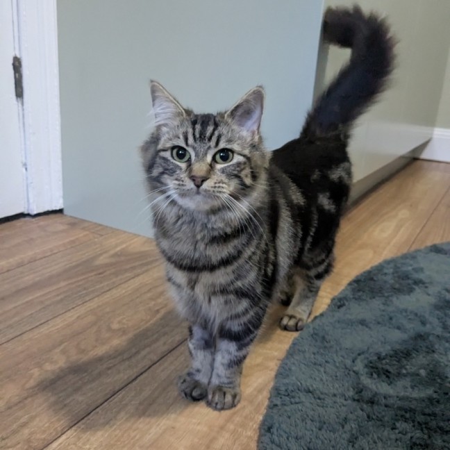 Photo of Snickerdoodle