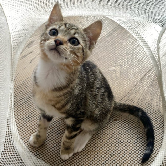 Photo of Maddox & Maverick