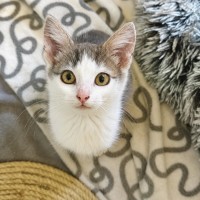 Photo of Nova