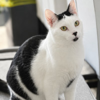 Photo of 👑 Kit 🐾