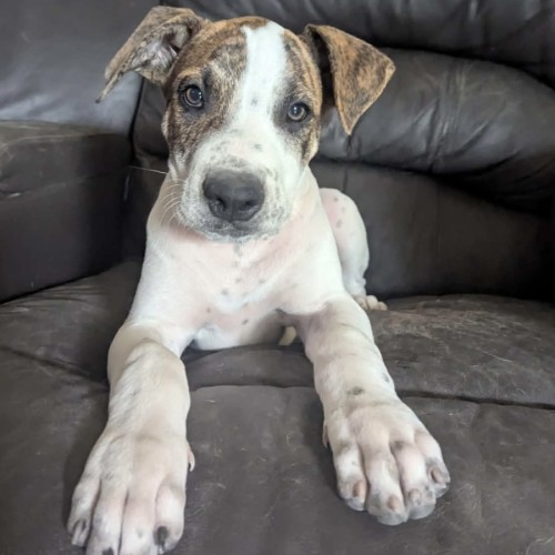 Allen - Bull Arab Dog