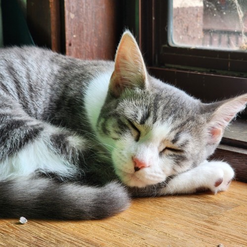 Octavia  - Domestic Short Hair (DSH) Cat