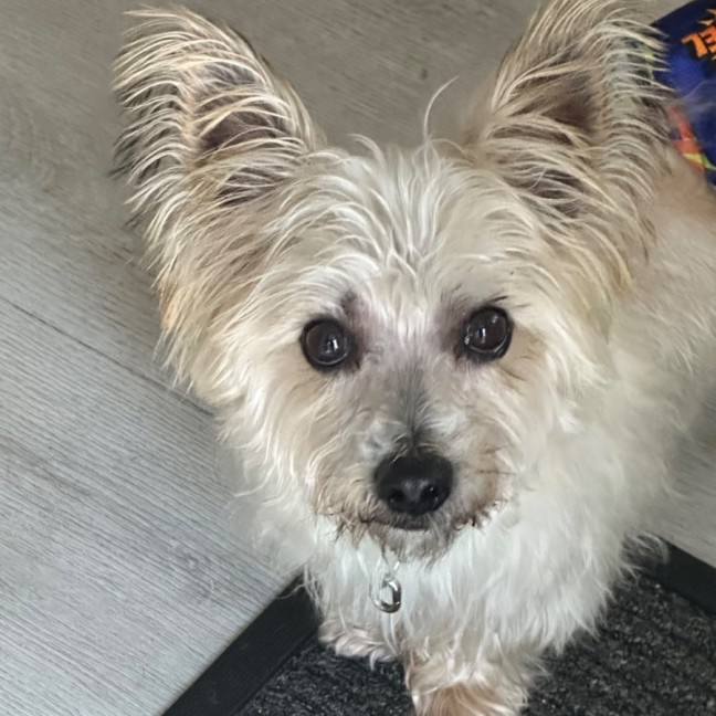 Photo of Fluffy 🐶🐕