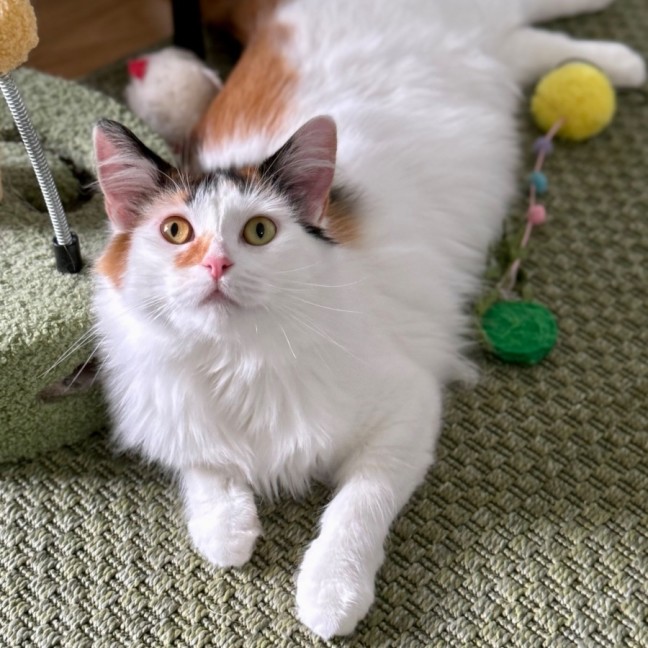 Photo of Miss Lizzie