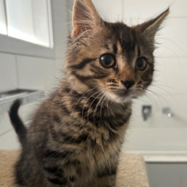 Photo of Solo 