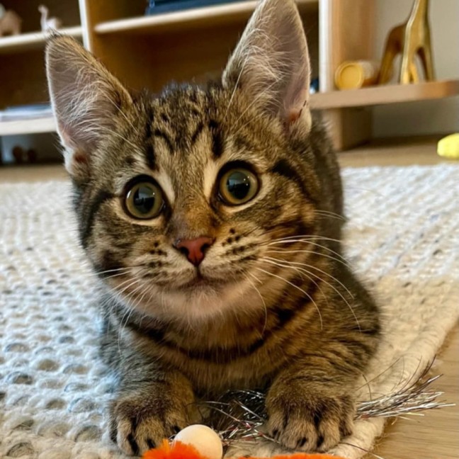 Photo of Pineapple   Located In Kensington