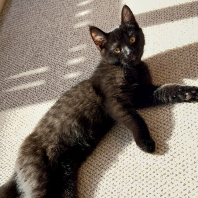 Photo of Junie 