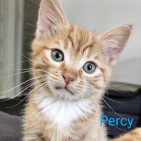 Photo of Percy Meet Me@Petstock Carrum Downs Store