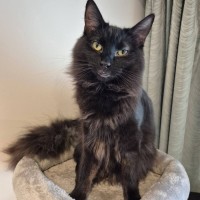 Photo of Thumper *9 Lives Project*