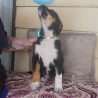 Photo of Tucker