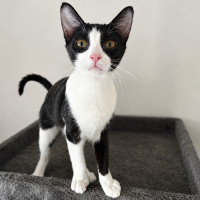 Photo of Olive