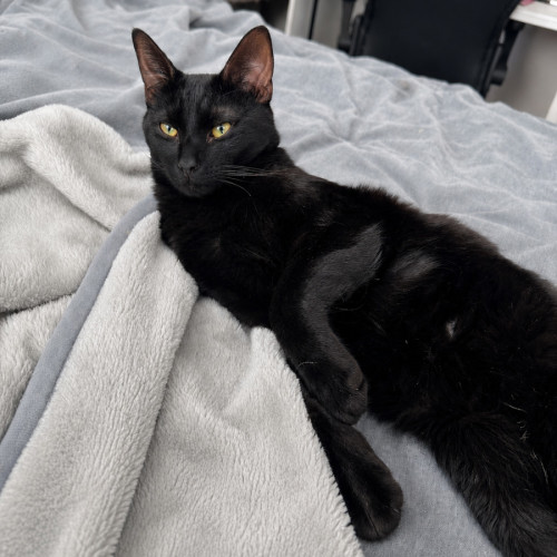 Utah - Domestic Short Hair (DSH) Cat