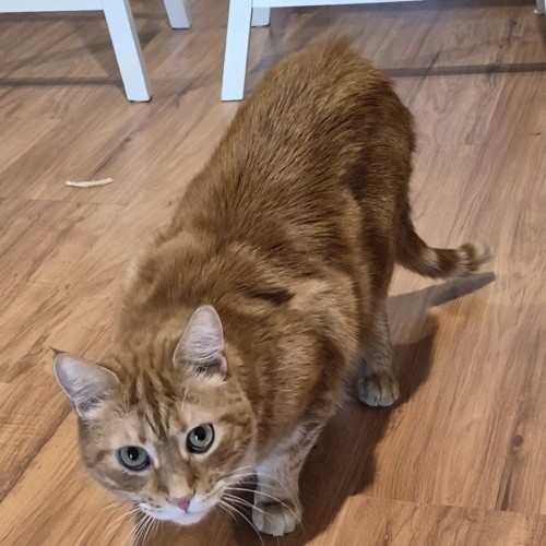 Teddy - Domestic Short Hair (DSH) Cat