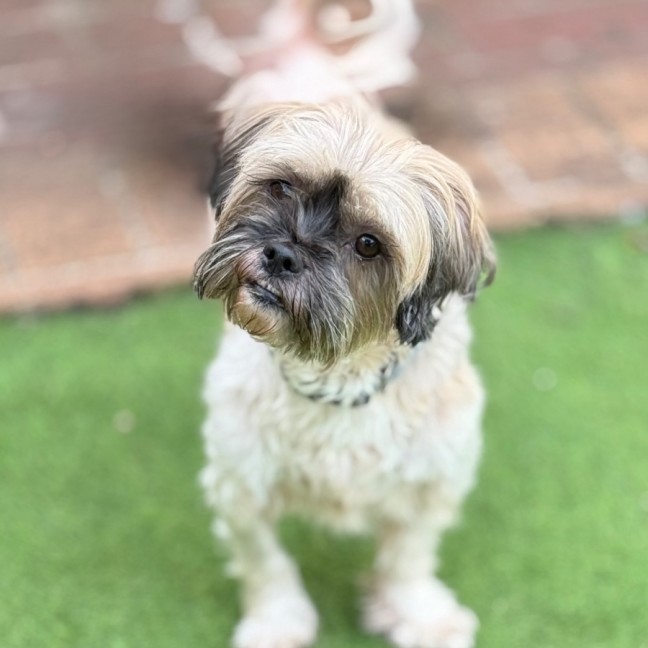 Photo of Koko