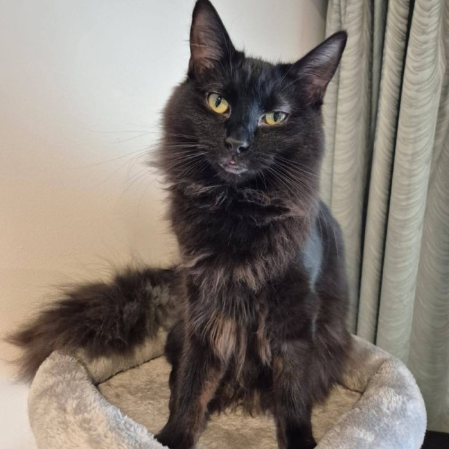 Photo of Thumper *9 Lives Project*