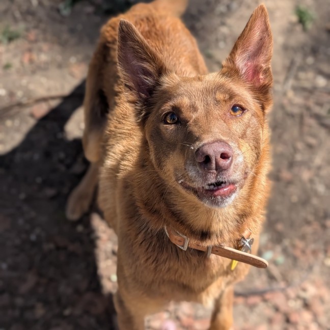Photo of Fudge