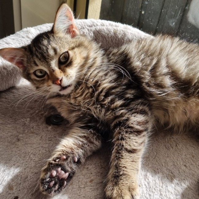Photo of Waffle