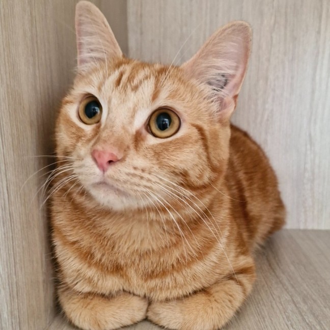 Photo of C1297 Simba