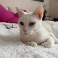 Photo of Angel