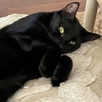 Photo of Callum **2nd Chance Cat Rescue**