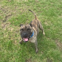 Photo of Muttley Imp 171