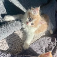 Photo of Primrose