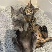 Photo of Forky   Located In Ashburton