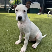 Photo of D1224 Lucky