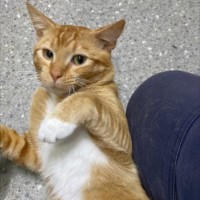 Photo of Sammy *9 Lives Project Rescue*