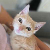 Photo of Apricot