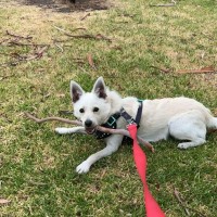 Photo of Fitzroy*** 6kg Bundle Of Love