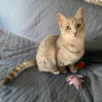 Photo of $250 Peppa