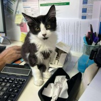 Photo of Marv   Located In Kew