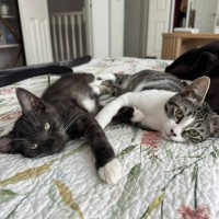 Photo of Freckle And Daffodil