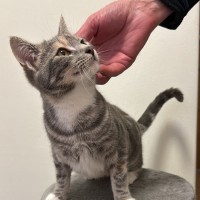 Photo of Chipmunk & Short Socks