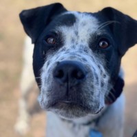 Photo of Freckles