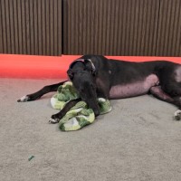 Photo of Milo, The Cat Friendly Greyhound