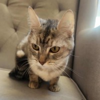 Photo of Azuki   In Foster Care In Healesville